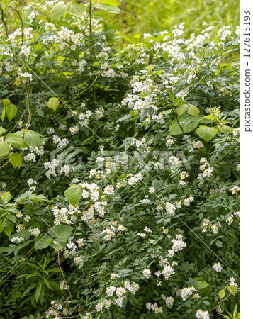 Wild rose flowers blooming on the riverbed 127615193