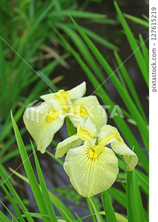 鳶尾花 鳶尾花 127615219