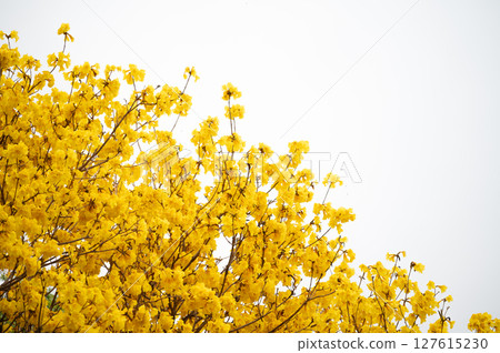 Beautiful golden trumpet tree (others name is Yellow Tabebuia flower) blooming against isolated white background. Beautiful golden trumpet tree (others name is Yellow Tabebuia flower) blooming against isolated white background. 127615230
