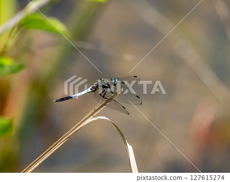 一隻雄性白尾鷸在池塘裡的枯草上休息 127615274