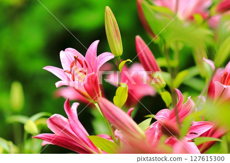 Lilies Blooming in Satoyama 127615300