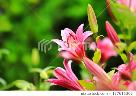 Lilies Blooming in Satoyama Lilies Blooming in Satoyama 127615302