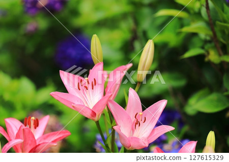 里山百合花盛開 127615329