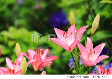 里山百合花盛開 里山百合花盛開 127615330