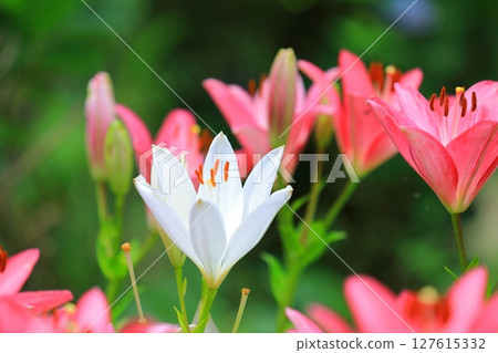 里山百合花盛開 里山百合花盛開 127615332