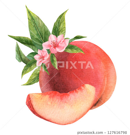 Juicy peach in watercolor. Whole peach and a piece. Peach flowers. 127616798