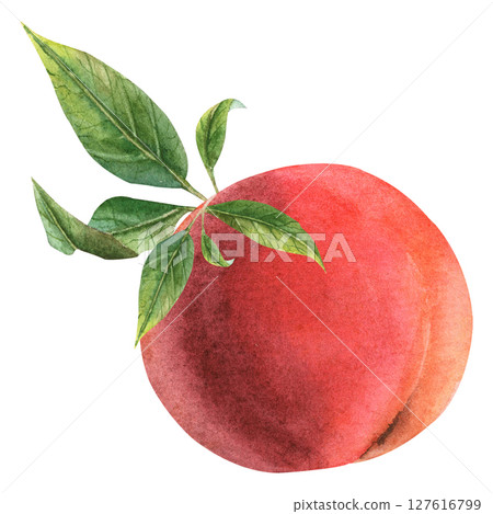 Juicy peach in watercolor. Whole peach and a piece. Peach flowers. Juicy peach in watercolor. Whole peach and a piece. Peach flowers. 127616799