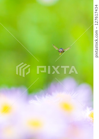 一隻綠頭蒼蠅飛過花田 127617434