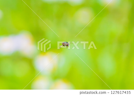 A blowfly flying through a flower field 127617435