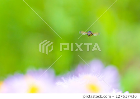 一隻綠頭蒼蠅飛過花田 127617436