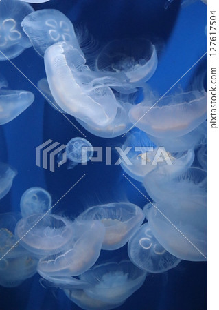 水族館 神戶須磨海洋世界 神戶市 須磨區 水母 放鬆 暑假 夏季 黑暗 緩解壓力 127617504