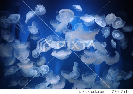Aquarium Kobe Suma Sea World Suma Ward Kobe City Jellyfish Jellyfish Relaxation Summer vacation Summer Darkness Stress relief 127617514