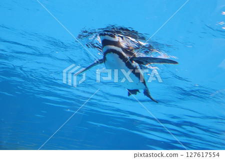 須磨區，神戶市，神戶須磨海洋世界，企鵝，水族館，JR須磨海濱公園站，暑假，家庭，哺乳動物 127617554