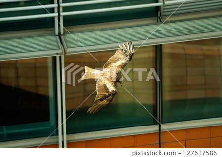 the black kite in Hong Kong is flying between the glass building and office 127617586