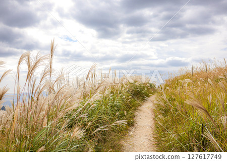 A path lined with silver grass under the autumn sky A path lined with silver grass under the autumn sky 127617749