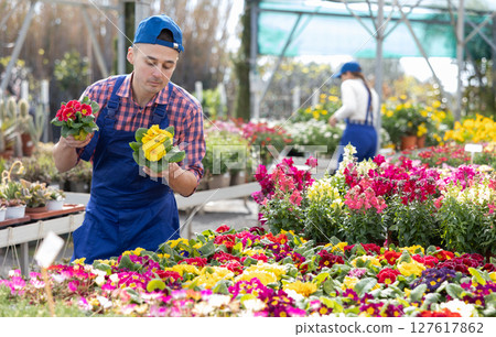 Salesman changes arrangement of pots with primrose and improves appearance of window. 127617862
