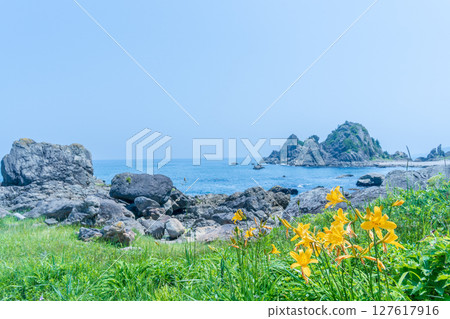 青森縣八戶市種差海岸初夏鮮花盛開 127617916