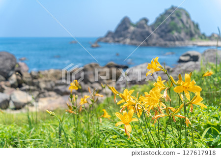 "Aomori Prefecture" Flowers bloom on the shore in early summer at Tanesashi Coast, Hachinohe City 127617918