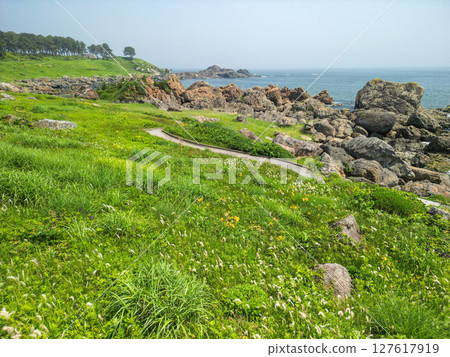 "Aomori Prefecture" Flowers bloom on the shore in early summer at Tanesashi Coast, Hachinohe City 127617919