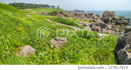 "Aomori Prefecture" Flowers bloom on the shore in early summer at Tanesashi Coast, Hachinohe City "Aomori Prefecture" Flowers bloom on the shore in early summer at Tanesashi Coast, Hachinohe City 127617924