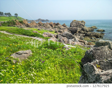 "Aomori Prefecture" Flowers bloom on the shore in early summer at Tanesashi Coast, Hachinohe City "Aomori Prefecture" Flowers bloom on the shore in early summer at Tanesashi Coast, Hachinohe City 127617925