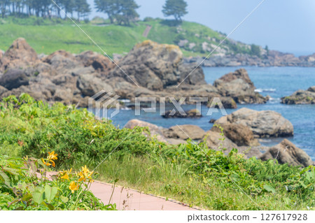 青森縣八戶市種差海岸初夏鮮花盛開 青森縣八戶市種差海岸初夏鮮花盛開 127617928