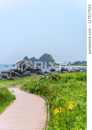 青森縣八戶市種差海岸初夏鮮花盛開 127617932