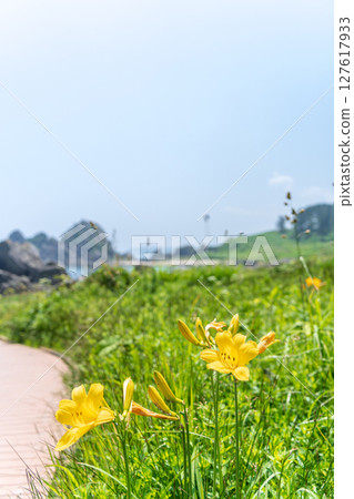 "Aomori Prefecture" Flowers bloom on the shore in early summer at Tanesashi Coast, Hachinohe City 127617933