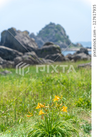 青森縣八戶市種差海岸初夏鮮花盛開 青森縣八戶市種差海岸初夏鮮花盛開 127617935