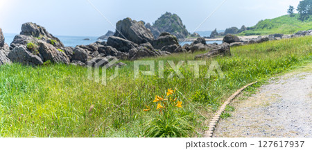 青森縣八戶市種差海岸初夏鮮花盛開 127617937