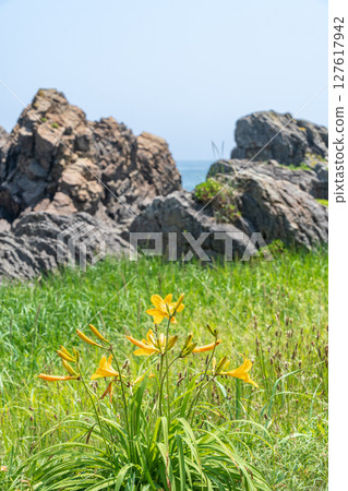 青森縣八戶市種差海岸初夏鮮花盛開 127617942