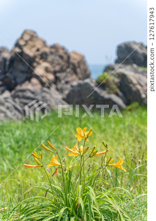 青森縣八戶市種差海岸初夏鮮花盛開 青森縣八戶市種差海岸初夏鮮花盛開 127617943