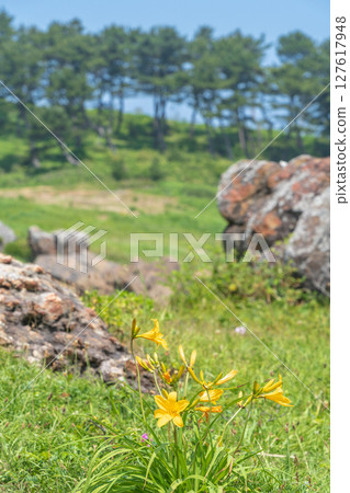 青森縣八戶市種差海岸初夏鮮花盛開 127617948