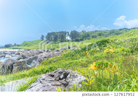 "Aomori Prefecture" Flowers bloom on the shore in early summer at Tanesashi Coast, Hachinohe City 127617952