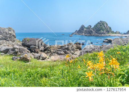 青森縣八戶市種差海岸初夏鮮花盛開 青森縣八戶市種差海岸初夏鮮花盛開 127617954