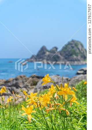 "Aomori Prefecture" Flowers bloom on the shore in early summer at Tanesashi Coast, Hachinohe City "Aomori Prefecture" Flowers bloom on the shore in early summer at Tanesashi Coast, Hachinohe City 127617957