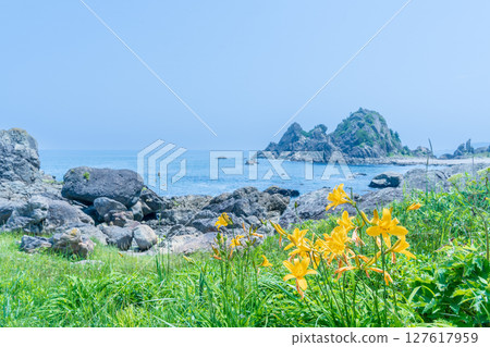 "Aomori Prefecture" Flowers bloom on the shore in early summer at Tanesashi Coast, Hachinohe City 127617959