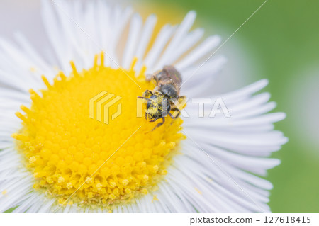 A bee covered in pollen on a dandelion flower 127618415
