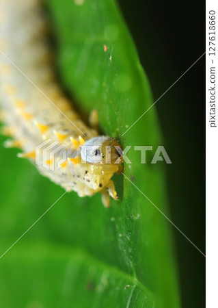 特寫：一隻巨型鋸蠅幼蟲正在津津有味地吃著一片葉子（昆蟲在自然環境中的微距閃光燈攝影） 127618660