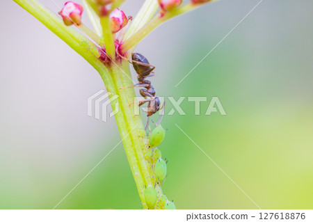 Ants and aphids coexist Ants and aphids coexist 127618876