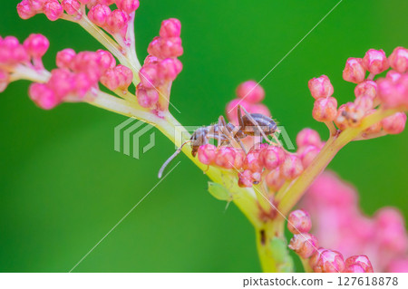 Ants and aphids coexist 127618878