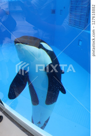 神戶市須磨區，JR鬚磨海濱公園站，神戶鬚磨海洋世界，水族館，虎鯨，虎鯨 127618882