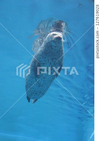 Seal, Spotted Seal, Aquarium, Kobe Suma Sea World, Swimming Seal, Spotted Seal, Aquarium, Kobe Suma Sea World, Swimming 127619028