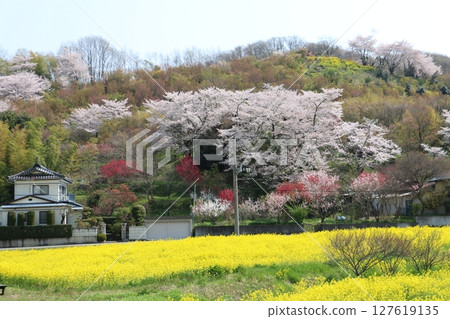 福島市花見山公園週邊地區是現代烏托邦 127619135
