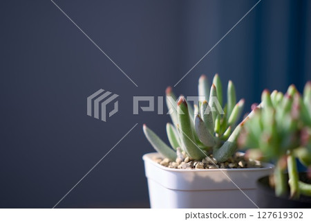 多汁植物 多汁植物 127619302