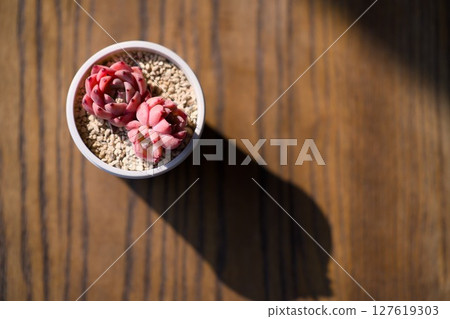 Succulent plants 127619303