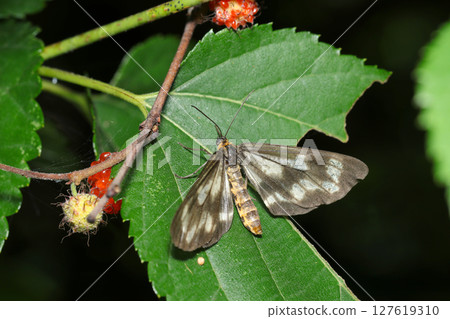 Branches and leaves of paper mulberry and a black and white yellow broad-banded dragonfly moth (strobe macro photography of insects in their natural environment) 127619310