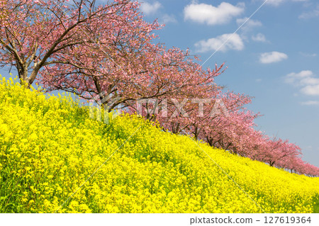 Shiozawa, Oyama City, Tochigi Prefecture: Omoigawa cherry blossom banks along the Omoigawa River. A row of native Omoigawa cherry trees and a field of rapeseed flowers on the slope. Shiozawa, Oyama City, Tochigi Prefecture: Omoigawa cherry blossom banks along the Omoigawa River. A row of native Omoigawa cherry trees and a field of rapeseed flowers on the slope. 127619364