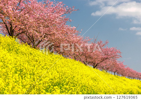 Shiozawa, Oyama City, Tochigi Prefecture: Omoigawa cherry blossom banks along the Omoigawa River. A row of native Omoigawa cherry trees and a field of rapeseed flowers on the slope. 127619365