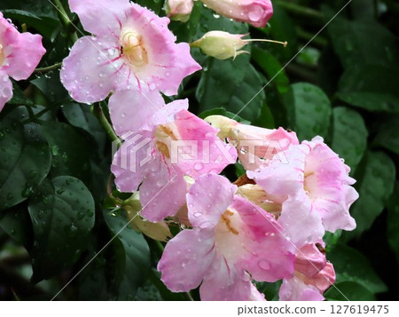 Rainy season tree flowers: Trumpet vine on a rainy morning: pale pink Rainy season tree flowers: Trumpet vine on a rainy morning: pale pink 127619475
